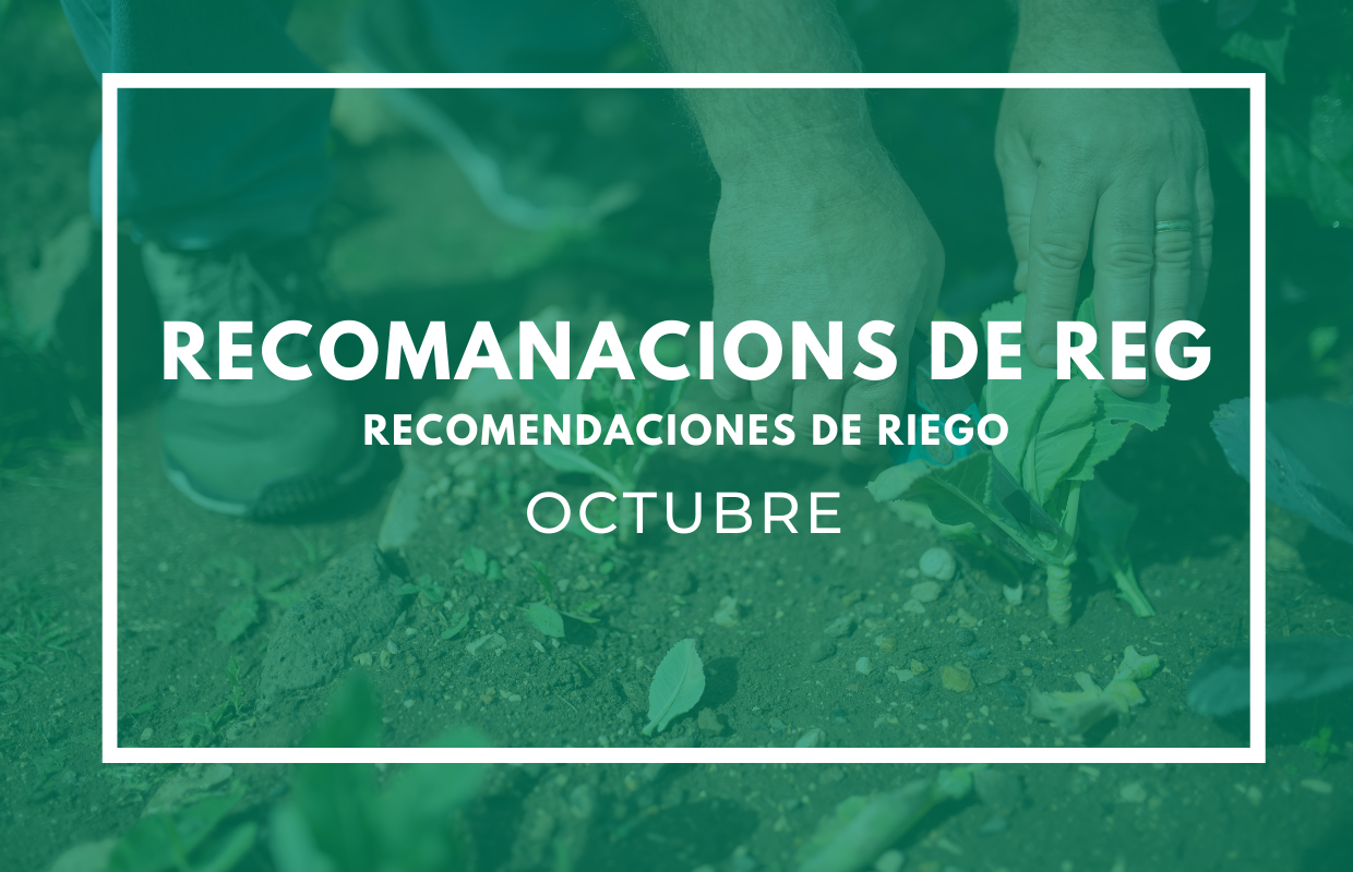 recomanacions de reg octubre